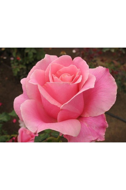 Троянда Нобіліс – ніжно-рожева